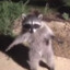 Felonious Raccoon