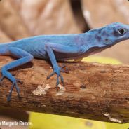 Blue Lizard