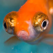 fishh avatar