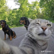 喵和喵的二狗朋友