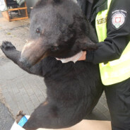 NIEDZWIEDZ PORARNY BARIBAR