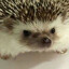 vealke