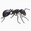 The Common Black Ant