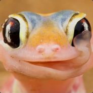 GunRunner - steam id 76561197965661690