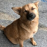 Dhungafaad 2 no comp/premier