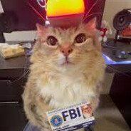 Meow | Kot1on0k yooma.su