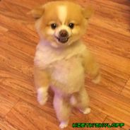 hazet - steam id 76561197965451330