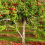 Appletree