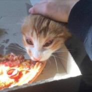 [ ʟ ɪ s ᴏ ᴠ ᴇ ᴛ s ʟ ɪ s ]