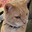 tater tot Steam avatar