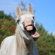 тухлые сосисочки