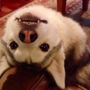 二哈要做大魔王呀