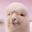 Llamoof