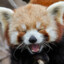 red panda