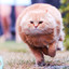 Fat_cat_running.exe