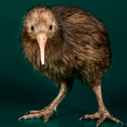 KIWI KIWI KIWI