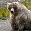 BearlyTheBear
