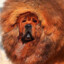 Volkazah's avatar