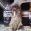 Cigaratte