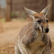 IntellectualKangaroo