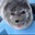 The Silliest of Seals