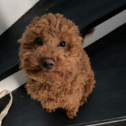 TEDI