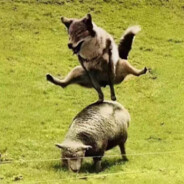 打我队友就不能打我了