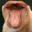 Nasenaffe Norbert