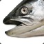 salmonhead666