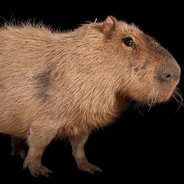 Capybara