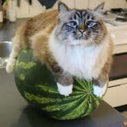 Котомогильность