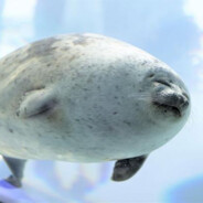 Chonke Seal