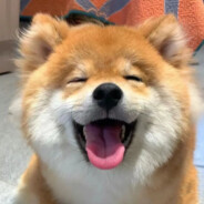 HappyDog