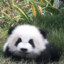 苹果(拿起) tree tree的(嚼嚼嚼)