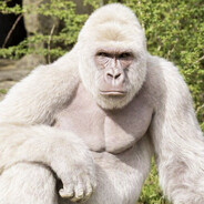 Harambe the White