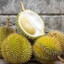 Durian Montong