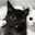 ShYriz 静かな死