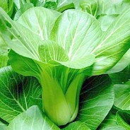 玩的菜还爱到处跑