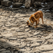 电脑玩家没有闪