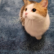 小何爱吃荷包蛋