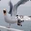 Seagull with attitude