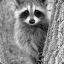 Raccoon