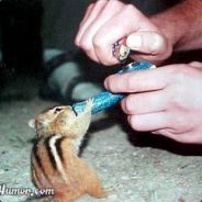 Louie - steam id 76561197969387887