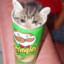 Sad Pringles Cat