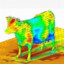 cow aerodynamics