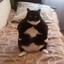 NOT_FAT_CAT