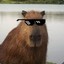 CAPIVARA