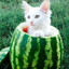 Neko Watermelon