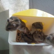 ^^[Pro_Game_Xom9k]^^