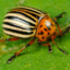 potato bug